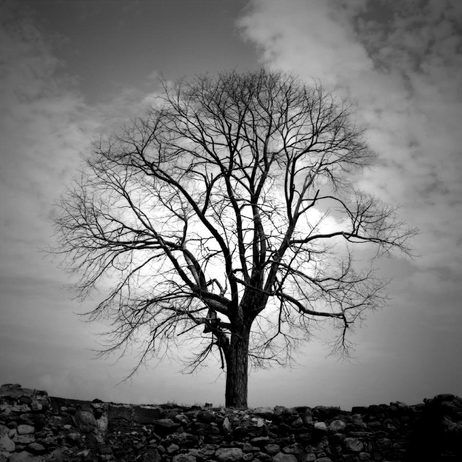 single-tree-bw-vast-photography.jpg